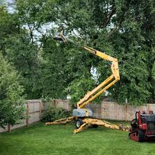 Best Palm Tree Trimming  in Spring Lake, NC