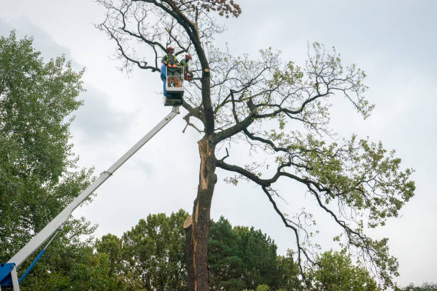 Best Tree Disease Treatment  in Spring Lake, NC