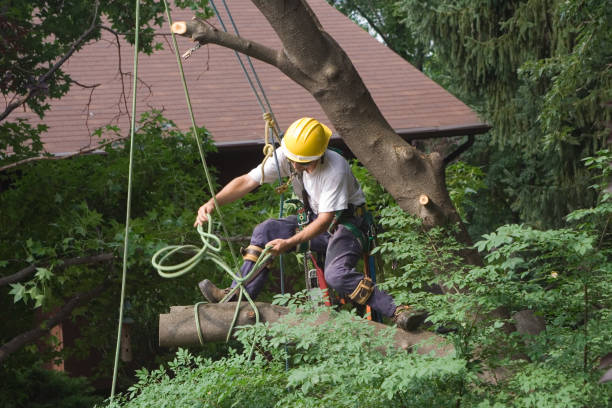 Best Tree Trimming and Pruning  in Spring Lake, NC