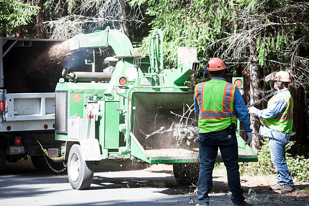 How Our Tree Care Process Works  in  Spring Lake, NC