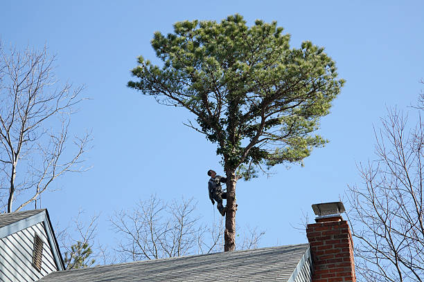 Best Tree Mulching  in Spring Lake, NC